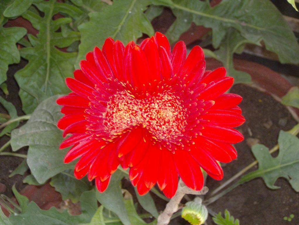 Jheelam Homestay Bhopal Esterno foto