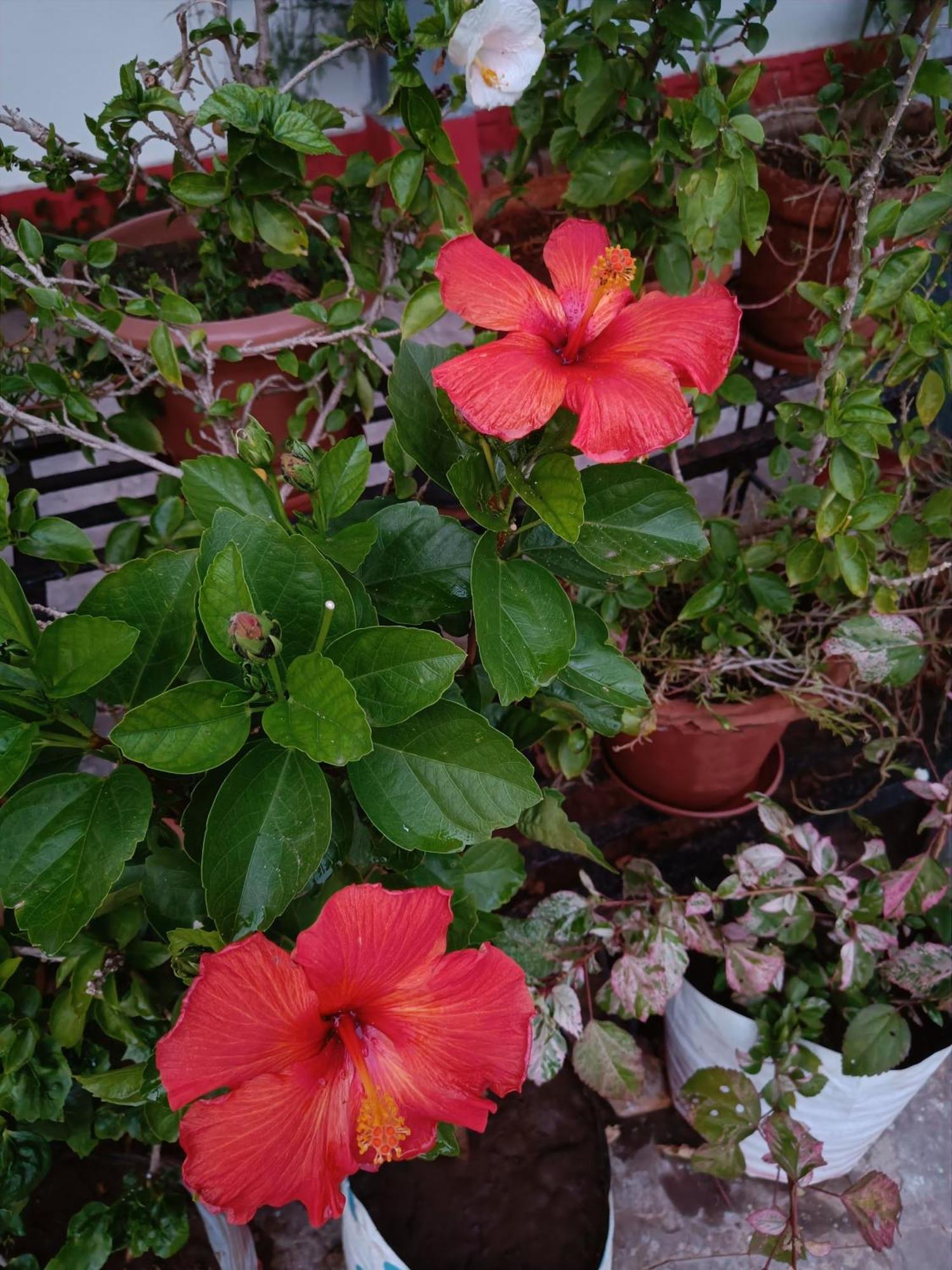 Jheelam Homestay Bhopal Esterno foto