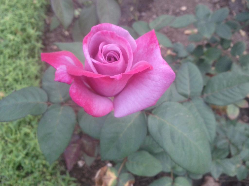 Jheelam Homestay Bhopal Esterno foto