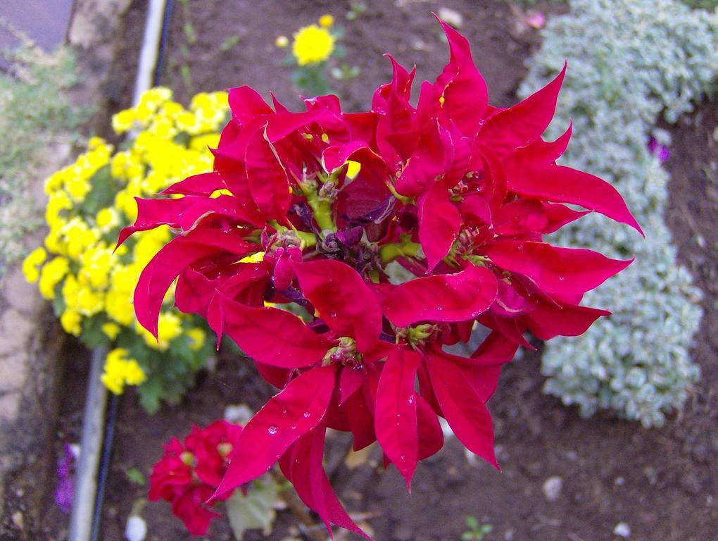 Jheelam Homestay Bhopal Esterno foto