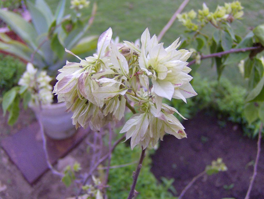 Jheelam Homestay Bhopal Esterno foto